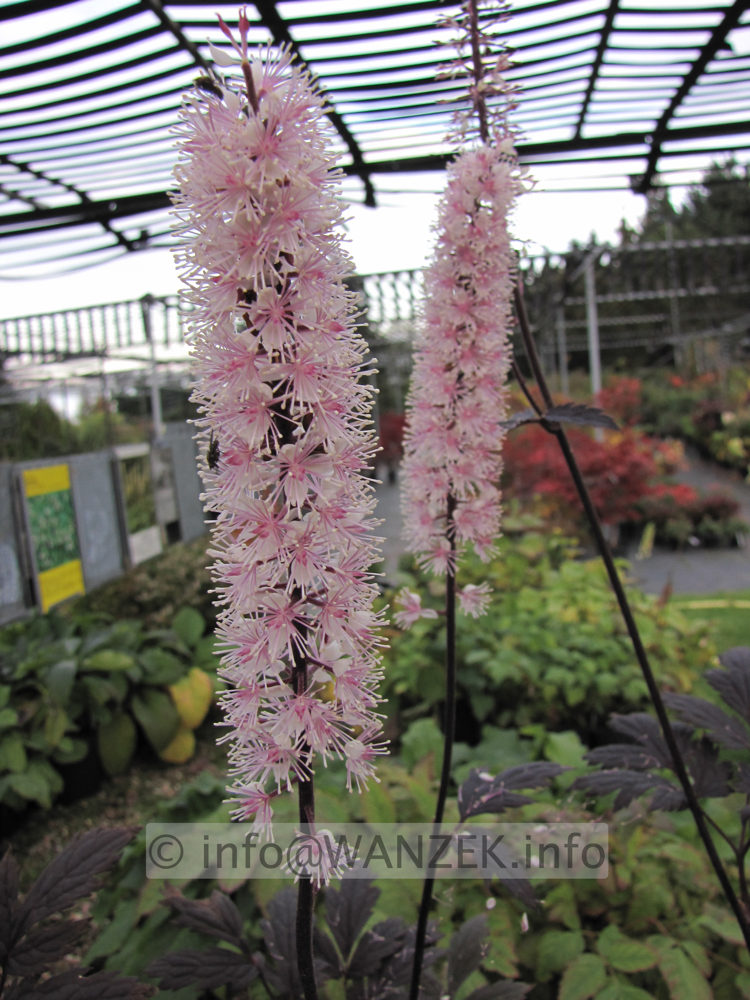 Actaea ramosa Pink Spike 03.JPG